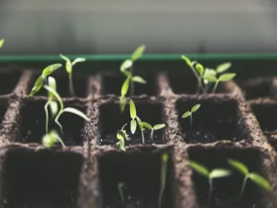 Semi di Guaranà Paullinia cupana - ingrediente Extraman Gel