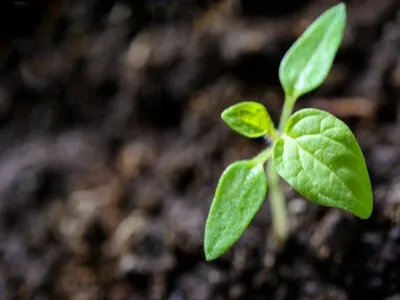 Muira Puama corteccia - ingrediente Extraman Gel