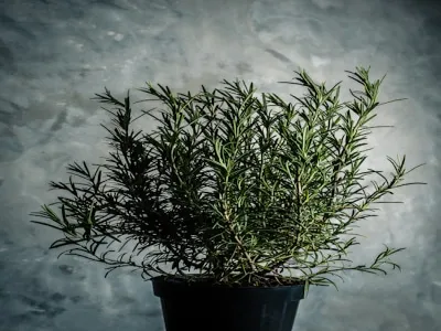 Rodiola rosea radice - ingrediente Extraman Gel